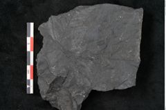 Foto (Detailansicht) von Callipteris sp.  (NHMW-GEO-2024-0188-10923)